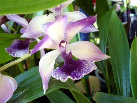Rare Orchids Pictures Орхидеи Тапети за десктоп I Am Amazing