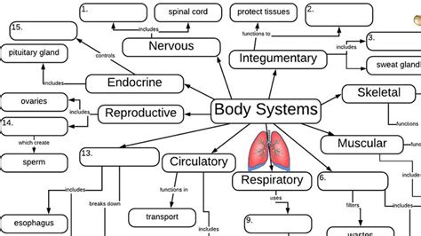 Body Systems Graphic Organizer Body Systems Concept Map All Body