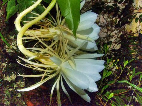 Guatemalense, also known as epiphyllum guatemalense, is a climbing cactus that produces a loose. Sagebud | Grow Your Garden | Plant a Tree | Pot a Flower ...