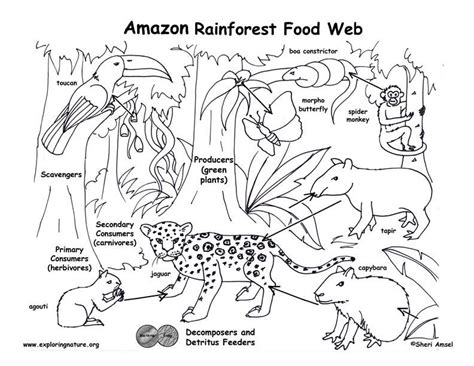 Food Web Coloring Pages At Free Printable Colorings