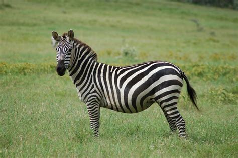 Animals - Savannah Grassland Biome