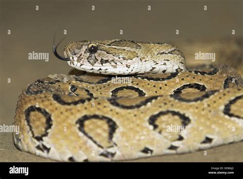 Russell´s Viper Daboia Russellii Snake Venomous India Stock Photo