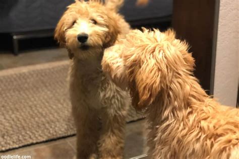 9 Best Mini Goldendoodle Breeders In The Usa 2022 Oodle Life