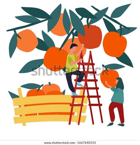 3258 Picking Oranges Stock Vectors Images And Vector Art Shutterstock