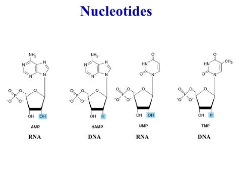 Biochem Nucleotidesstructure And Functions June182010