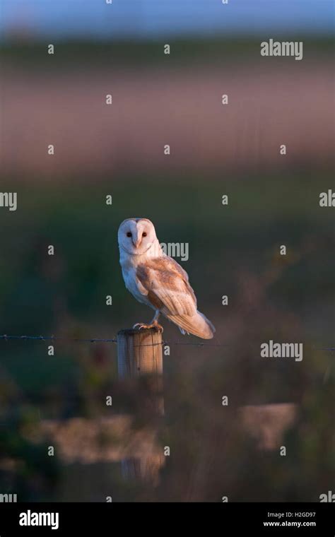 Barn Owl Tyto Alba Cley Nwt Reserve Norfolk May Stock Photo Alamy