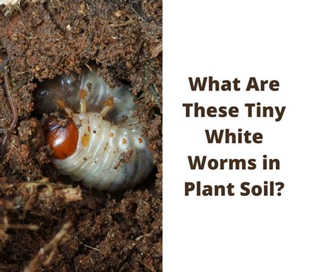 What Are These Tiny White Worms In Plant Soil Identification And