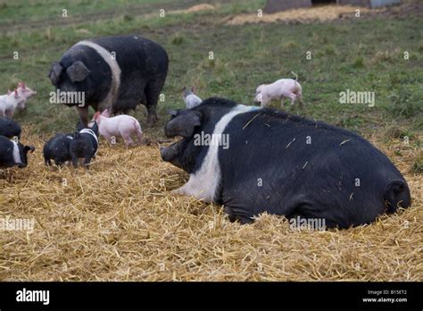 Organic British Saddleback Pig At Helen Browning S Eastbrook Farm