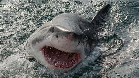 The Most Dangerous Sharks In The World