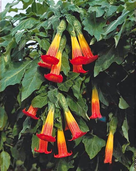 How To Grow Brugmansia The Angels Trumpet The Garden Of Eaden