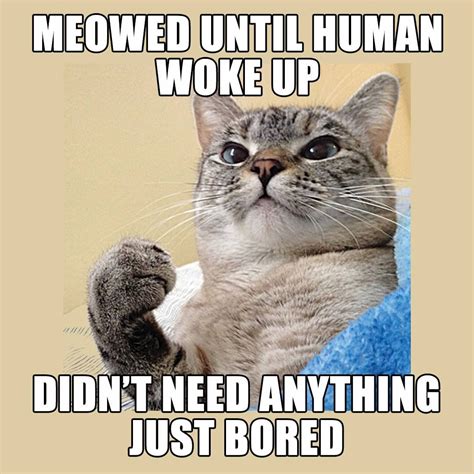Pin By Robin Bermudez On Things That Made Me Giggle Funny Cat Memes