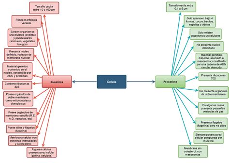 Celula Eucariota Y Procariota Mapa Conceptual Bertad Porn Sex Picture