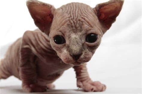 How Much Are Sphynx Cats The Hairless Cat Price Guide Petskb