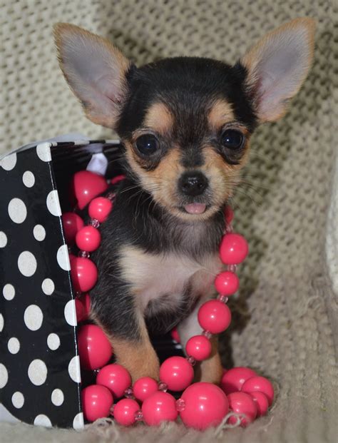 23 Teacup Chihuahua Yorkie Mix Puppies For Sale L2sanpiero