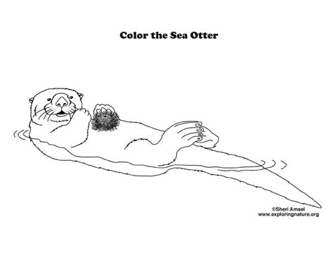 Otter Sea Coloring Page