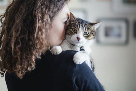 Feeling Anxious Why A Cat May Be Your Purr Fect Companion University