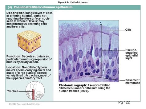 Ciliated Epithelium Structure And Function Steve Gallik