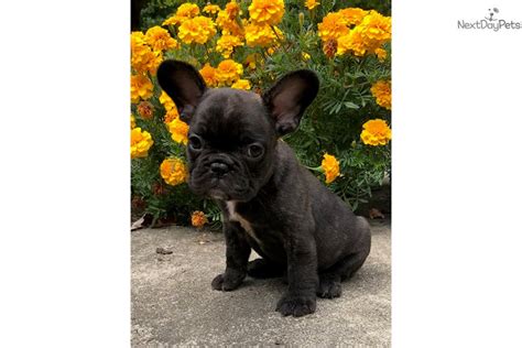 See who follows to french bulldogs. Diesel: French Bulldog puppy for sale near Indianapolis ...