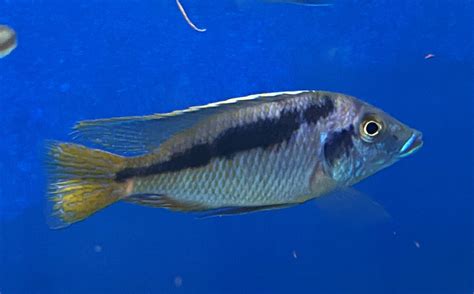 Mylochromis Spec Mchuse Cichlidenstadel 7950