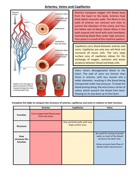 9 Difference Between Arteries Veins And Capillaries