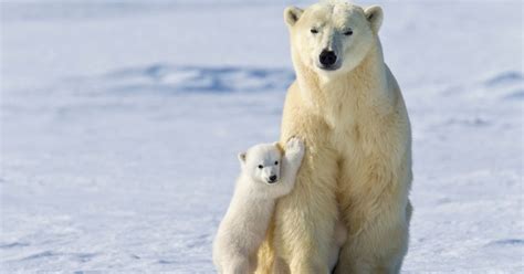 This Is Our Last Chance To Save Polar Bears From Extinction Huffpost