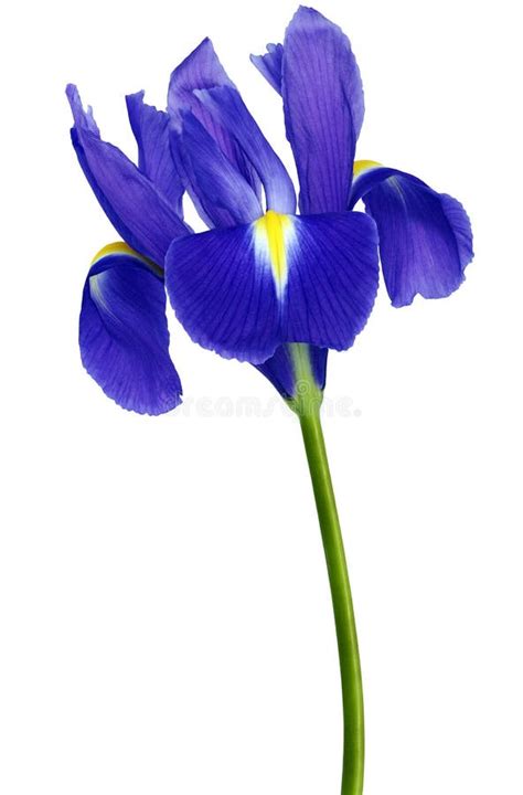 Blue Iris Flower On White Isolated Background With Clipping Path
