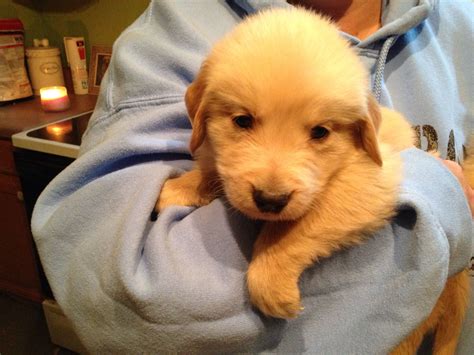 This type of diarrhea in puppies usually. 5 week old golden puppy. Enough to melt your heart.