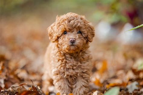 French Dog Breeds Intelligent And Adorable Breeds To Check Out