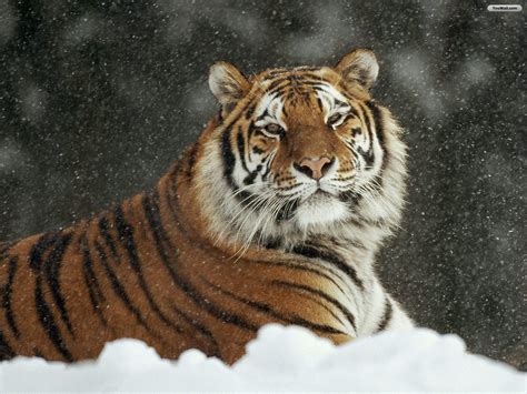 46 Snow Tiger Wallpaper Wallpapersafari