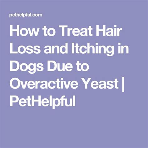 How To Stop Hair Loss And Itching In Dogs From Yeast Overgrowth Yeast