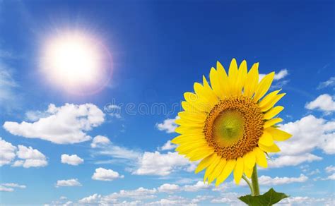 Total 42 Imagen Girasol Mirando Al Sol Abzlocalmx