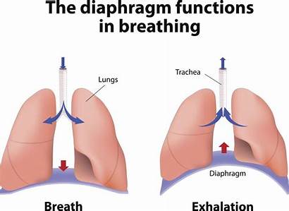 Diaphragm Breathing Respiratory System Functions Anatomy Function