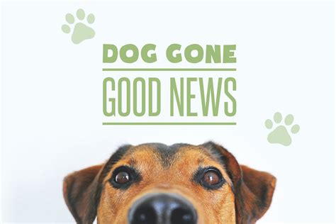 Happy Headlines Dog Gone Good News Insidewink