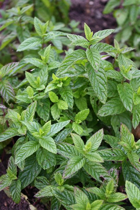 Free Mint Leaves Stock Photo