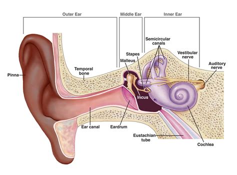 Parts Of The Ear Nidcd