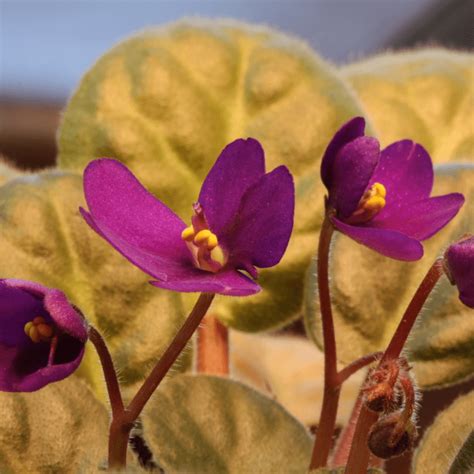 6 Common African Violet Leaf Problems And How To Fix Them