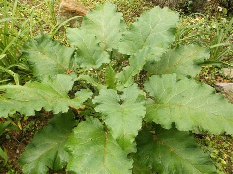 More images for weeds that look like alfalfa » Is This Rhubarb Or Weed ? | TheEasyGarden - Easy, Fun ...