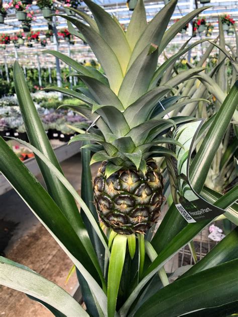 Pineapple Propagation 9 Easy Steps To Root A Fruit Top