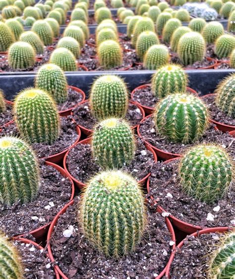 This efficient tool identifies grammatical and punctuation mistakes in written content and then suggests the correct use of grammar in the sentence or phrase. Poking Around at Florida Cactus - My Little Life's Journeys