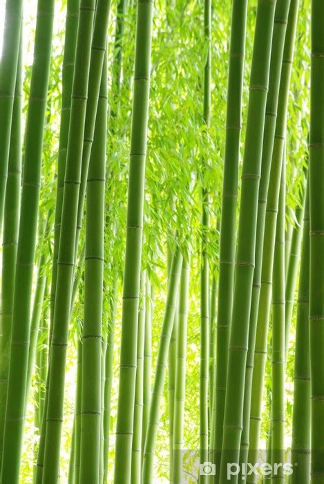Fototapete Bamboo Forest Green Pixersde