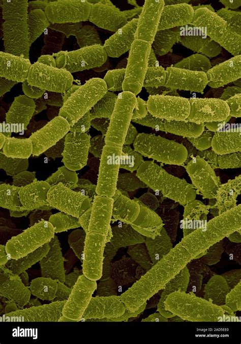 Coloured Scanning Electron Micrograph Sem Of Paenibacillus