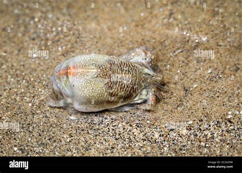 A Small Crab Small Crustacean In The Moist Sand Of The Sea Stock Photo