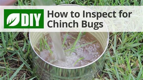How To Inspect For Chinch Bug Damage Youtube