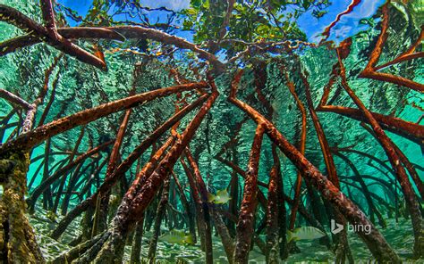 Mangroves In Staniel Cay Exumas Bahamas © Jimmy White