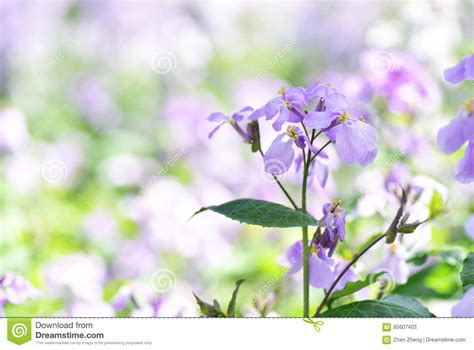 Wild Purple Flowers With Bright Fuzzy Background In Spring Stock Image
