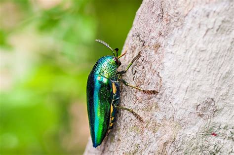 Jewel Beetle Khao Sok National Park Thailand