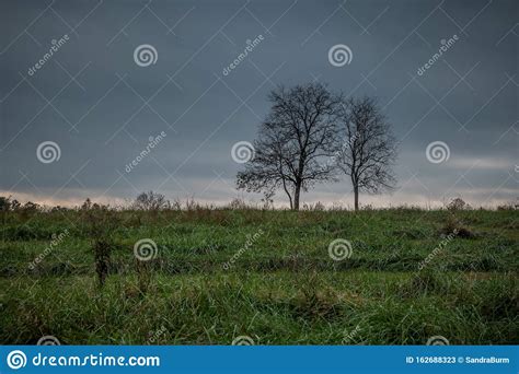 Trees Isolated In A Field Stock Image Image Of Horizon 162688323