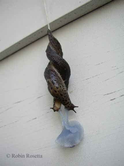 To avoid slugs causing devastation in your garden, read our top tips on how to get rid of slugs and save your precious plants. spotted leopard slug courtship