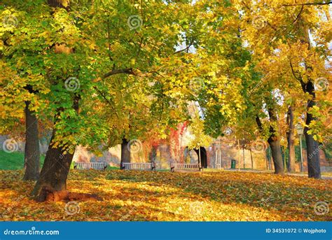 Forest Park With Multicolored Tree Leaves In Autumn Stock Photo Image