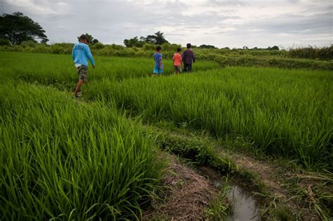 Rice Farmers In Nueva Ecija In A Time Of Salot ABS CBN News